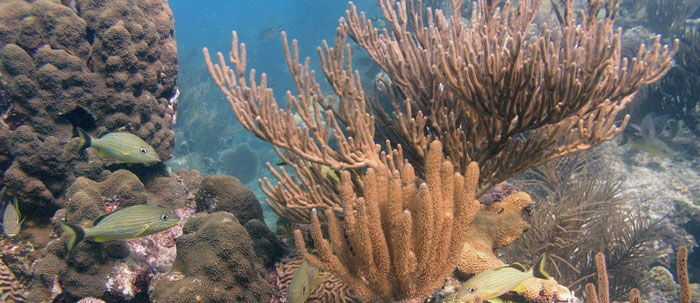 Photo of coral reef scene.