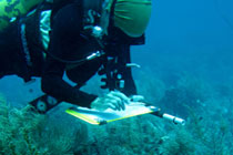 diver doing research