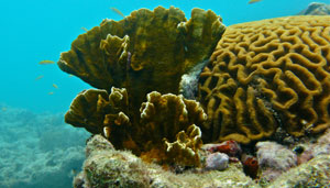 coral scene