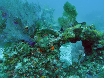 Diverse marine life amidst human-made artefacts.