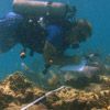 scientist conducting coral research