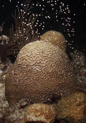 Coral Reef Spawning Season in the Florida Key National Marine Sanctuary