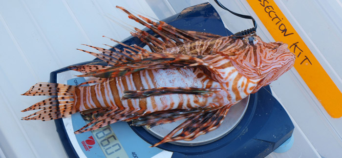 lionfish being weighed