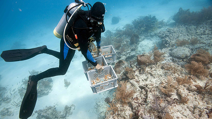 Erich Bartels of Mote Marine Lab prepares to place nursery-grown coral fragments at a transplant site off Big Pine Key, Fla.  Photo by Tim Calver.