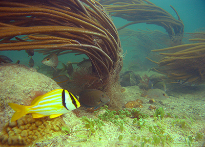 Fish on shallow reef bank.