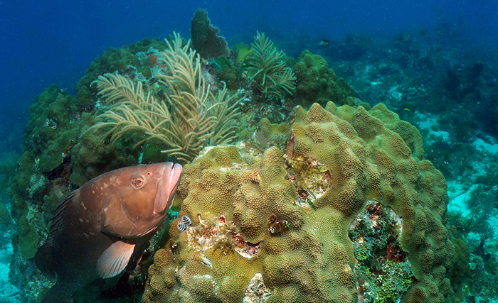 Red grouper next to a head of star coral