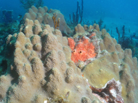 Mountainous star coral in the sanctuary.