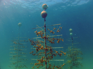 Photo of Staghorn corals in underwater nursery.