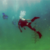 Photo of combat wounded veteran diving coral nursery.