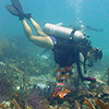 Photo of SCUBA diver running a transect line for a benthic survey.