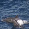 Photo of Bottlenose dolphin with calf.