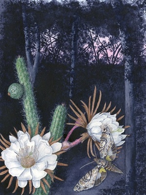 Simpson's Apple Cactus (Harrisia simpsonii): Watercolor by Kathleen Konicek-Moran.