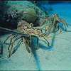 Photo of Florida spiny lobster.