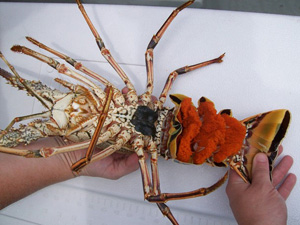 Egg-bearing lobster with bright orange eggs under carapace.