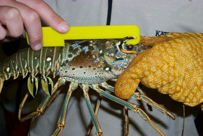 Measuring a lobster carapace with yellow gauge.