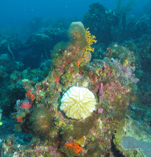 Diverse corals cover an outcrop on the reef.