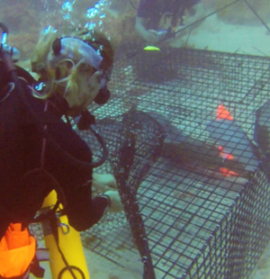 Diver removes a fish from a trap.