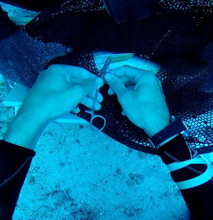 Hands sewing a fish incision underwater.