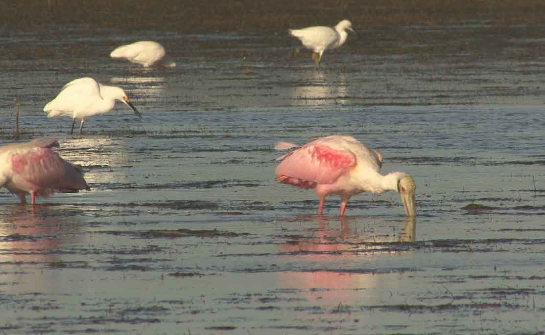 Photo of roseate spoonbills and egrets foraging in Everglades National Park.