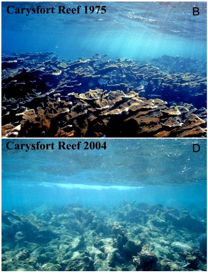Healthy elkhorn corals in 1975 image and sparse elkhorn corals in 2004 image.