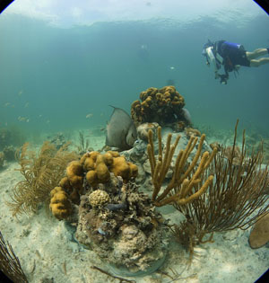 Wide shot of angelfish and corals with diver.