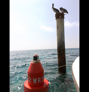 Pelicans on post near orange buoy.