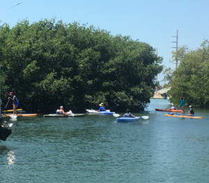 Photo of volunteers cleaning the mangrove lined marina using kayaks provided by Lazy Dog Adventures. Credit: Rosemary Abbitt/NOAA