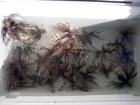 lionfish caught during the derby