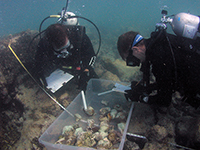 Restoration biologists measure damage to coral reef after 2002 vessel grounding.