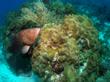 Photo of red grouper on coral reef.