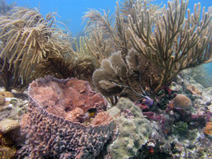 Photo of coral reef.