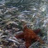 seagrass and seastar