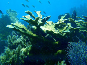 reef scene