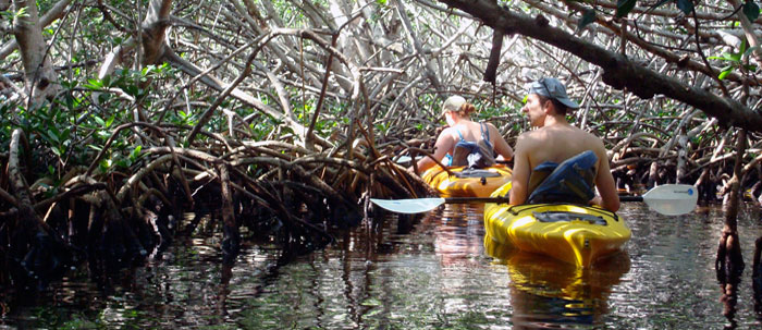 Photo of people kayaking in mangrove channel.